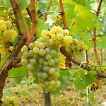 Riedingerhof Hotel 3*