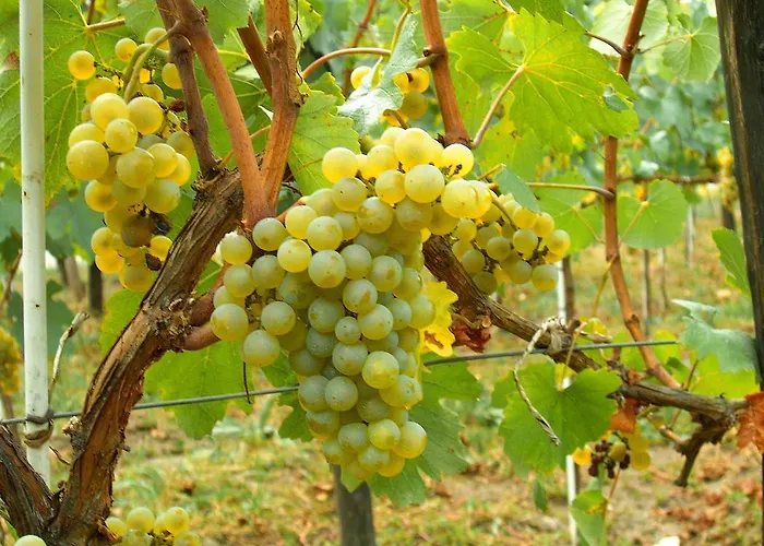 Riedingerhof 酒店 3*